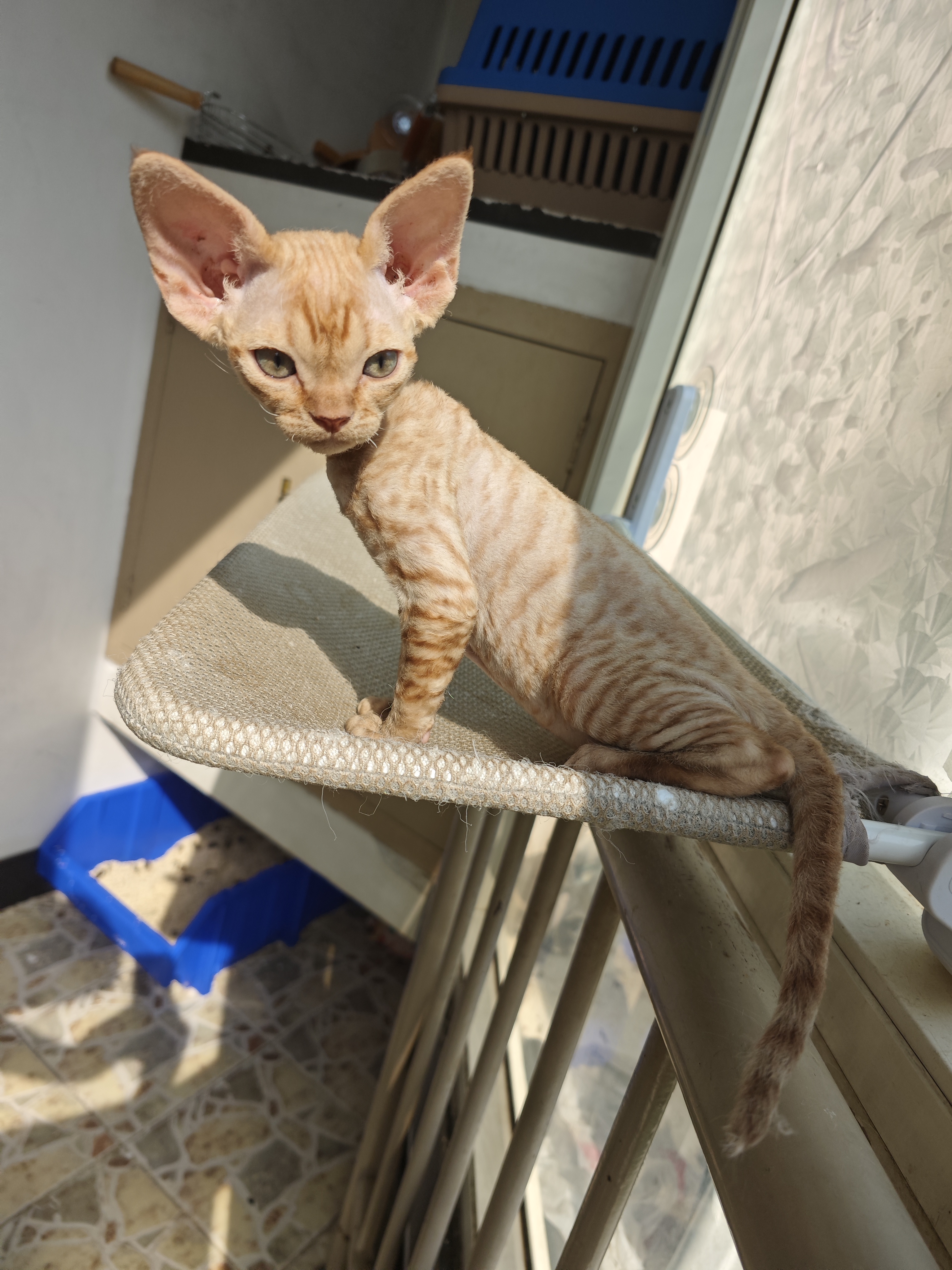 德文卷毛猫